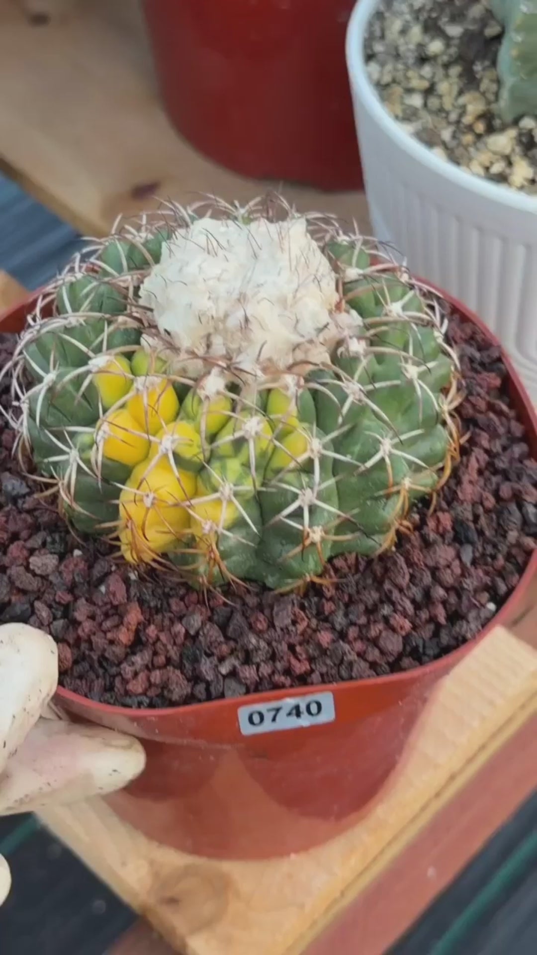 Variegated Discocactus Seed Grown | Rare Collector Cactus #740