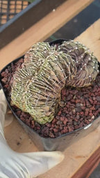Crested Gymnocalycium Mihanovichii LB Hybrid #8 | Rare Live Cactus
