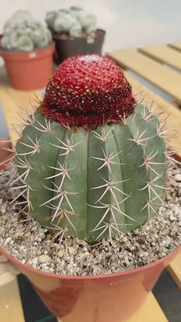 Melocactus Matanzanus – Large Rare Specimen with Cephalium | Collector's Cactus