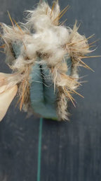 Blue Pilosocereus Pachycladus Cutting | 19" Rare Blue Cactus | Live Plant