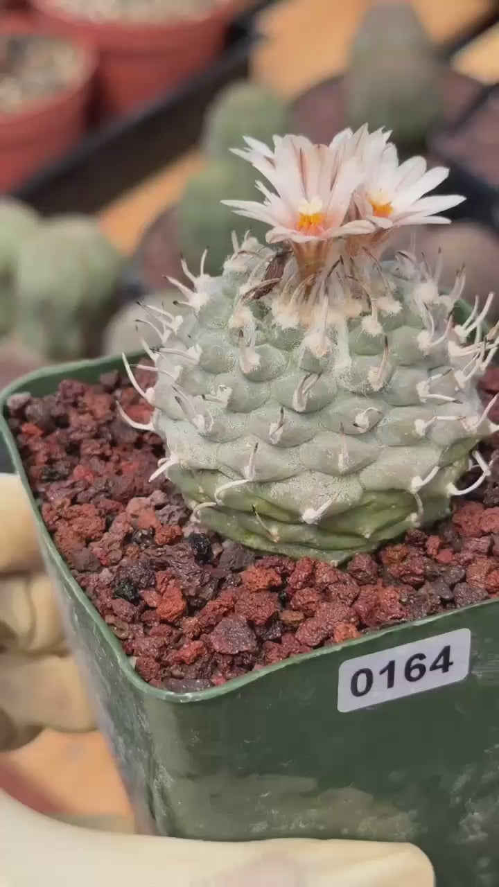 Turbinicarpus schmiedickeanus | Rare Flowering Collector’s Cactus #164