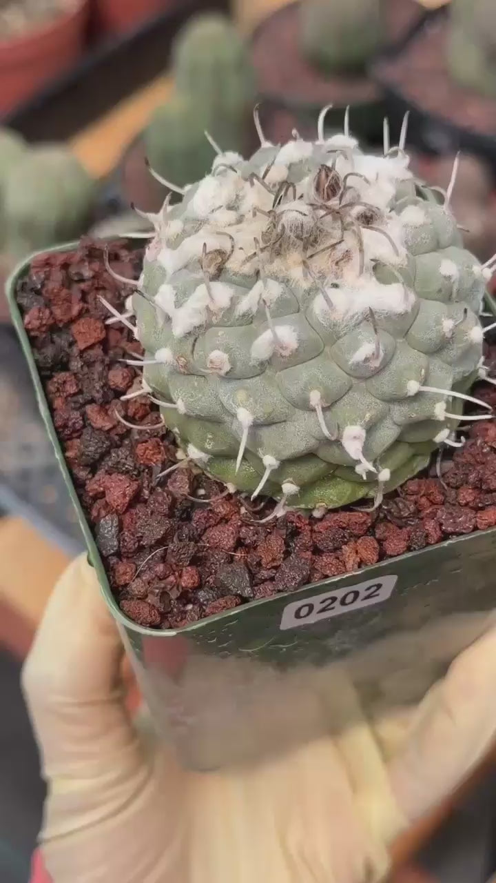 Turbinicarpus Collector’s Cactus #202