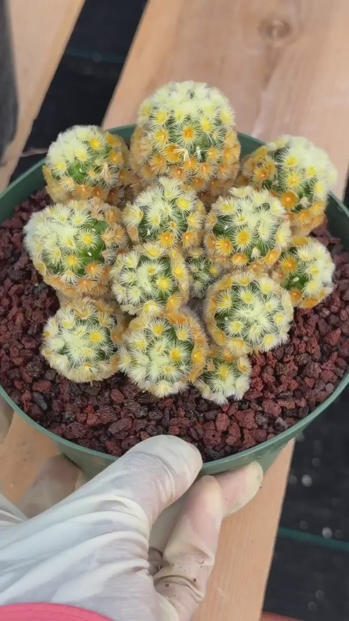 Buddha Succulent #905 – Exact Collector Plant