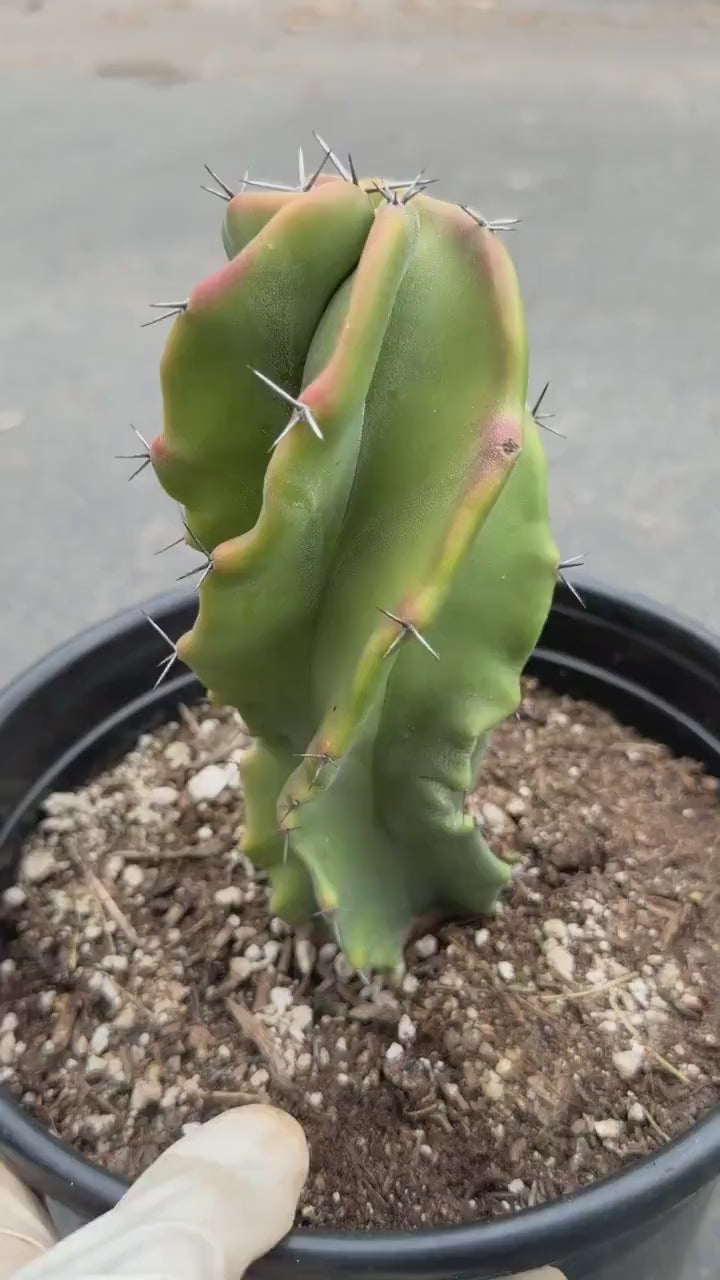 Large Stenocereus Pruinosus 'Gray Ghost' Spiral Form #431