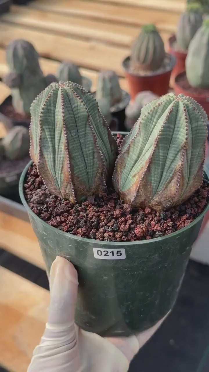 Euphorbia Obesa Double Head #215 | Large Rare Collector Succulent