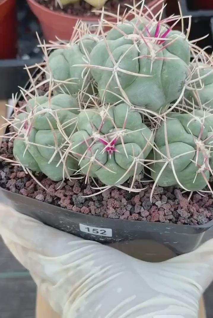 Thelocactus Hexaedrophorus Cluster #152