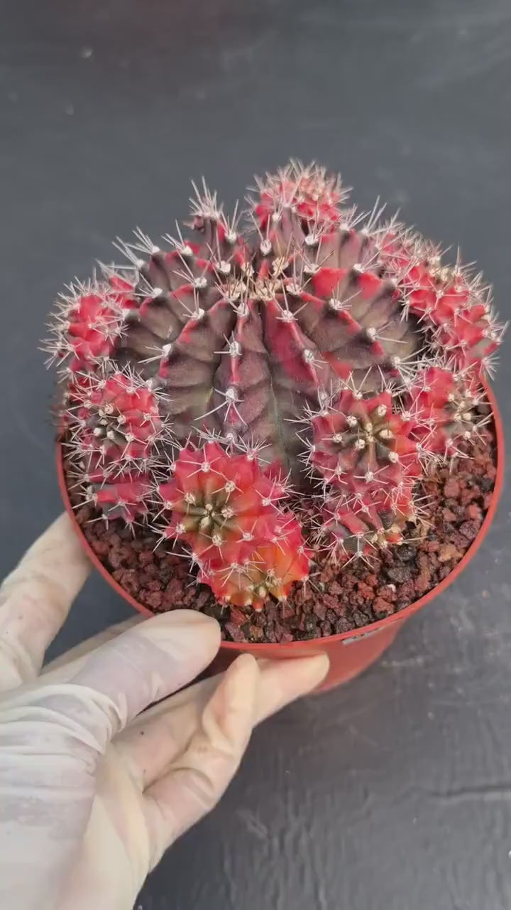 6” Variegated Gymnocalicium Cluster #847| Live Cactus | Live Plant