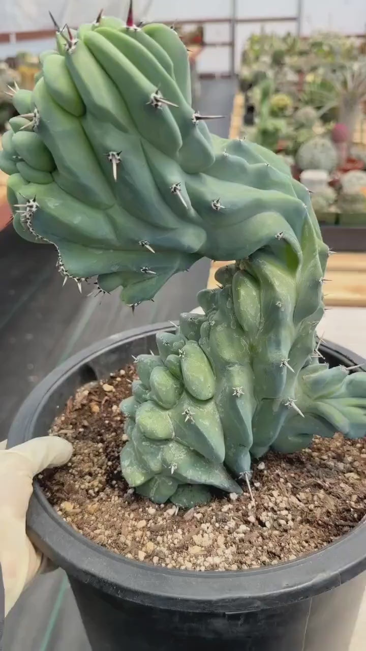 Crested Blue Myrtle Cactus #461 – Rare WYSIWYG Live Collector Plant | Myrtillocactus Geometrizans