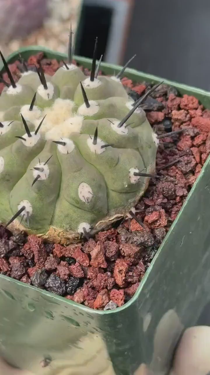 Copiapoa Cinerea Degraft Rare Collector Cactus – Live Plant #250