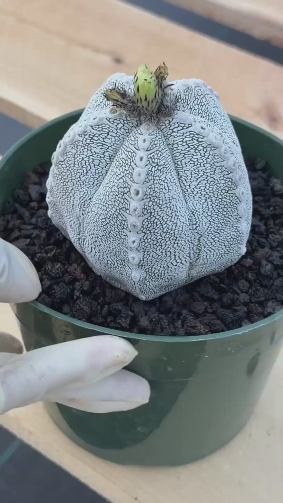 Astrophytum Onzuka V Type – Rare Seed‑Grown Collector’s Cactus