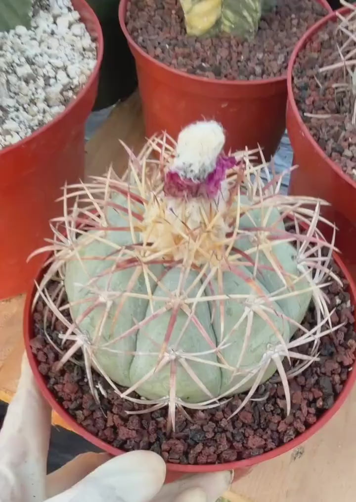Echinocactus Horizonthalonius #118 | Rare Devil's Head Cactus | 6" Live Plant
