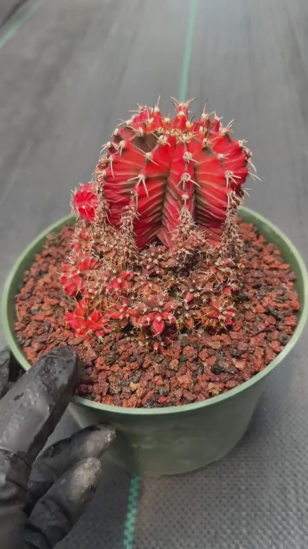 Variegated Gymnocalycium Cluster | Rare Collector Cactus #599