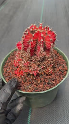 Variegated Gymnocalycium Cluster | Rare Collector Cactus #599