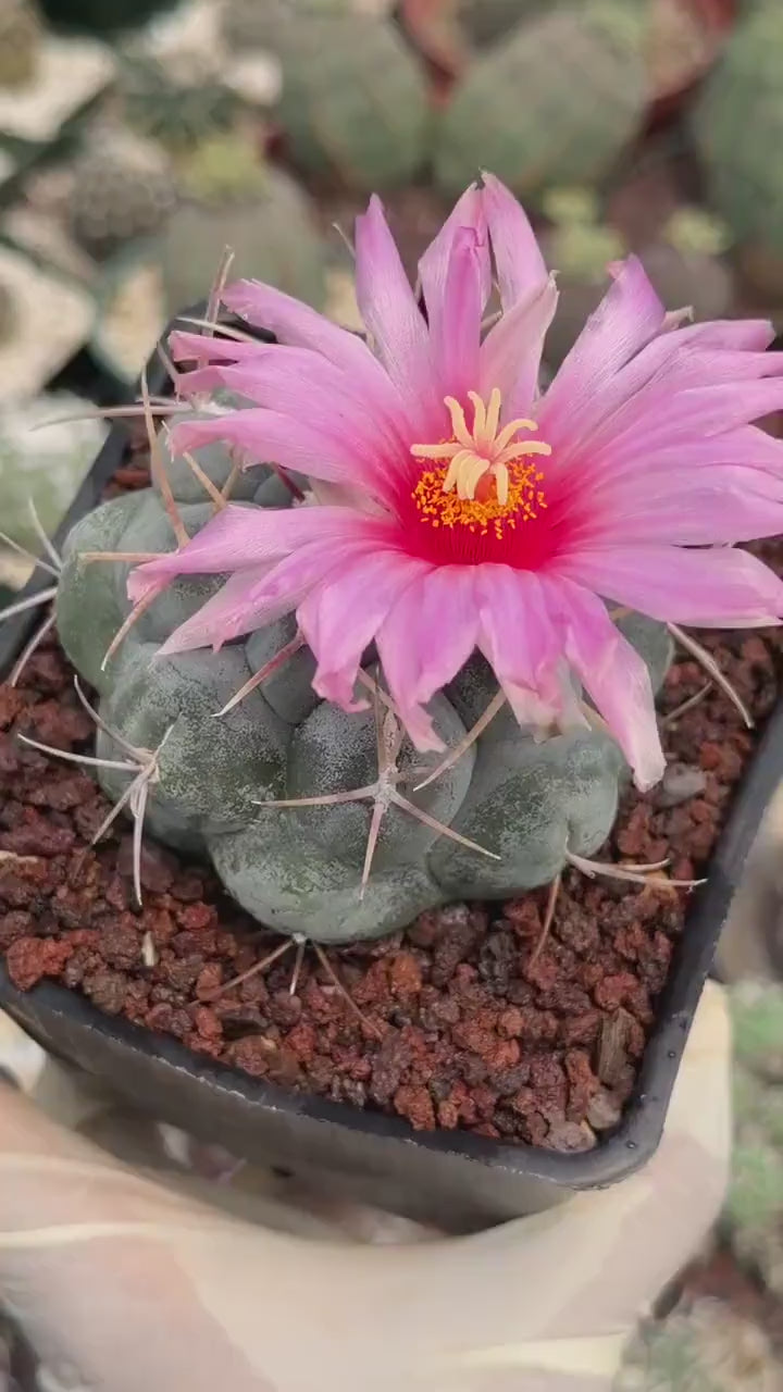 Thelocactus Hexaedrophorus Rare Blue Cactus | Live Collector Plant #389