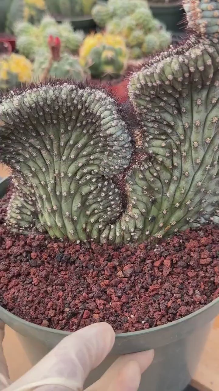 Crested Cipocereus Bradei | Blue Crested Rare Cactus #120