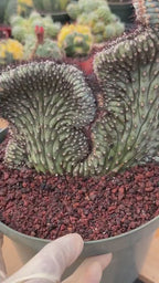 Crested Cipocereus Bradei | Blue Crested Rare Cactus #120