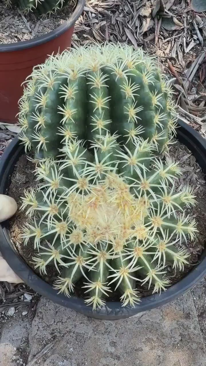 Echinocactus Grusonii Short Spine Double Head |#3|#4|