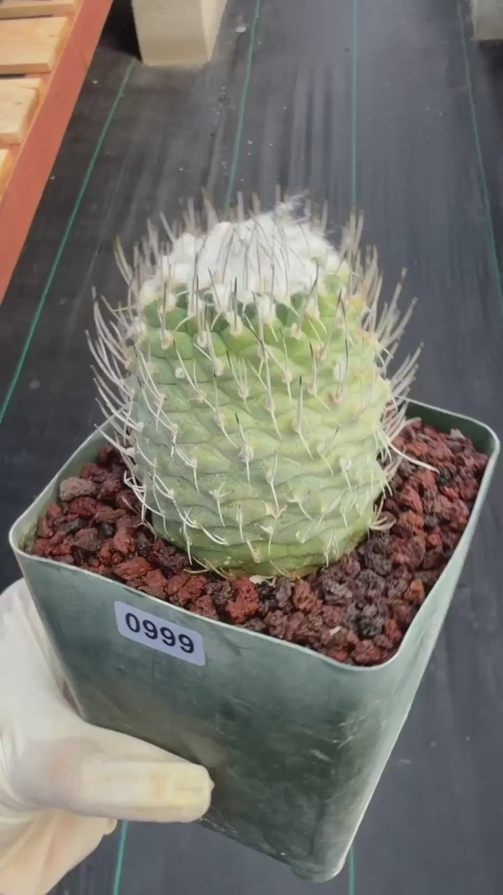 Turbinicarpus #999 | Seed-Grown Woolly Crown Cactus