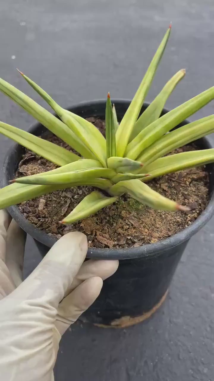 Variegated Sansevieria Downsii | Rare Live Snake Plant
