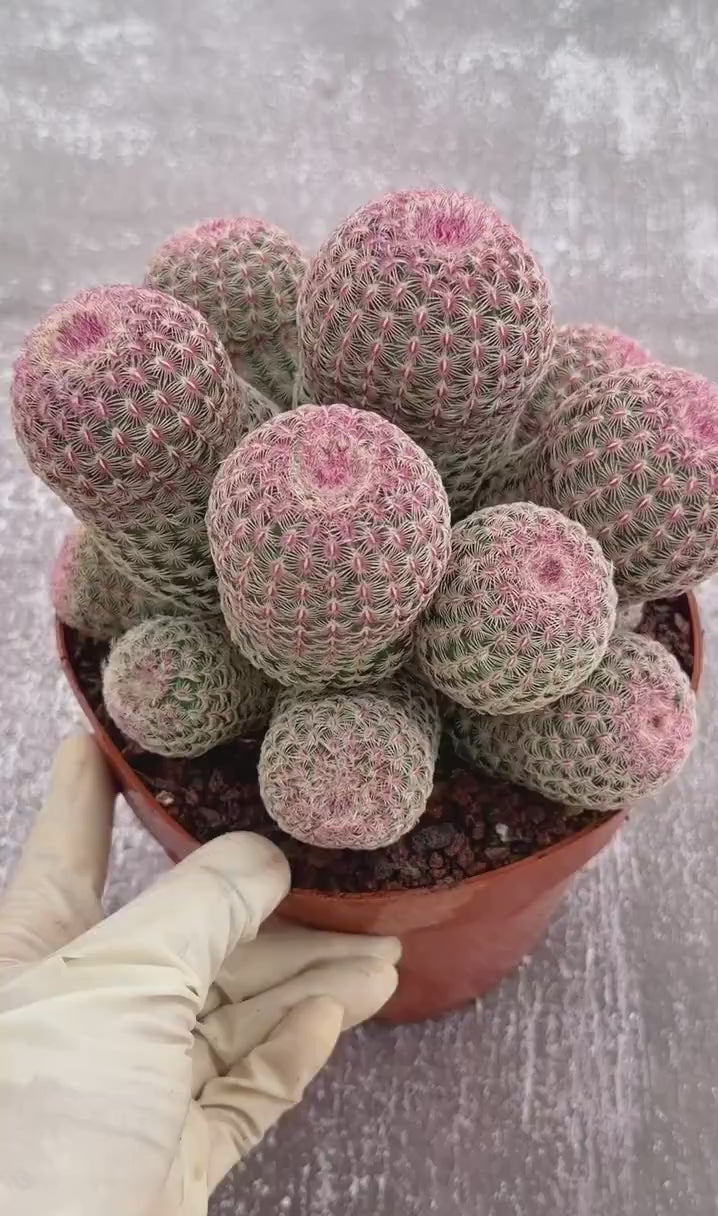 Large Rainbow Cluster Rare Live Cactus – 14 Heads Exact Plant #622
