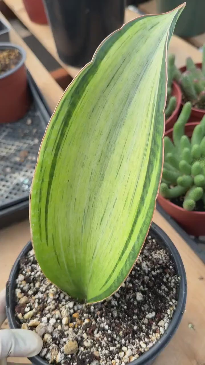 Variegated Sansevieria Bruda Rare Snake Plant – Live Houseplant #443