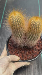 Micranthocereus Cactus #807