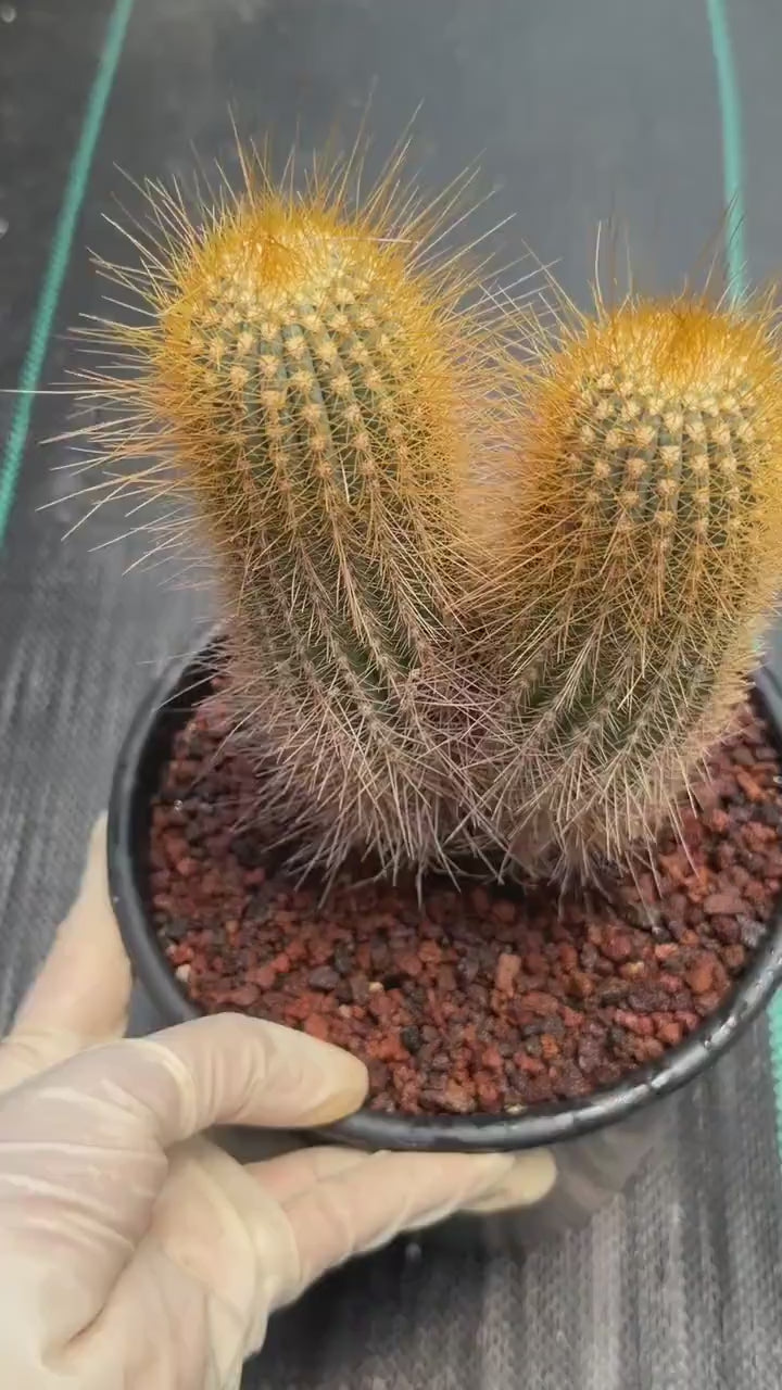Micranthocereus Cactus #807