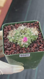 Turbinicarpus Cluster Seed‑Grown Rare Live Cactus #321 | Collector Specimen Plant | Succulent Houseplant