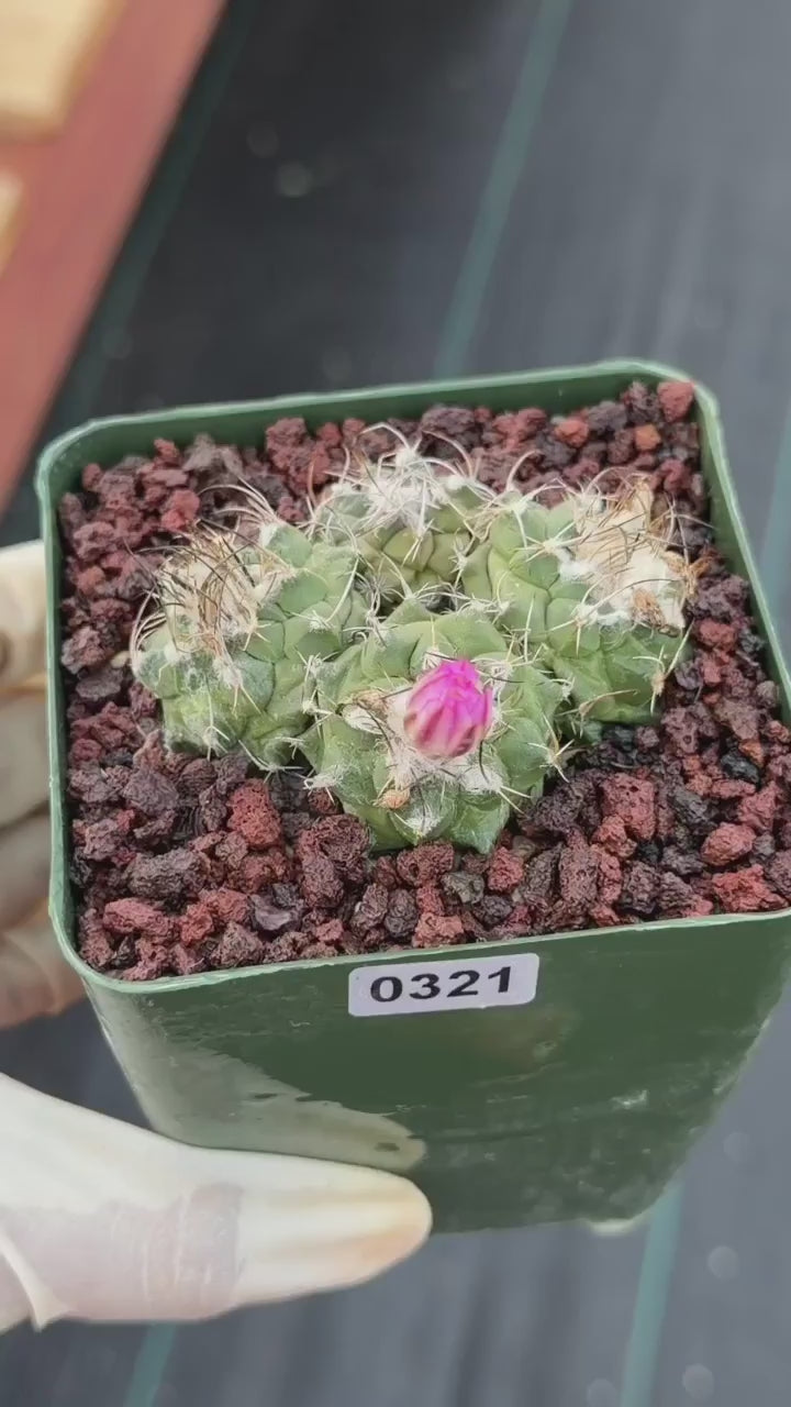 Turbinicarpus Cluster Seed‑Grown Rare Live Cactus #321 | Collector Specimen Plant | Succulent Houseplant