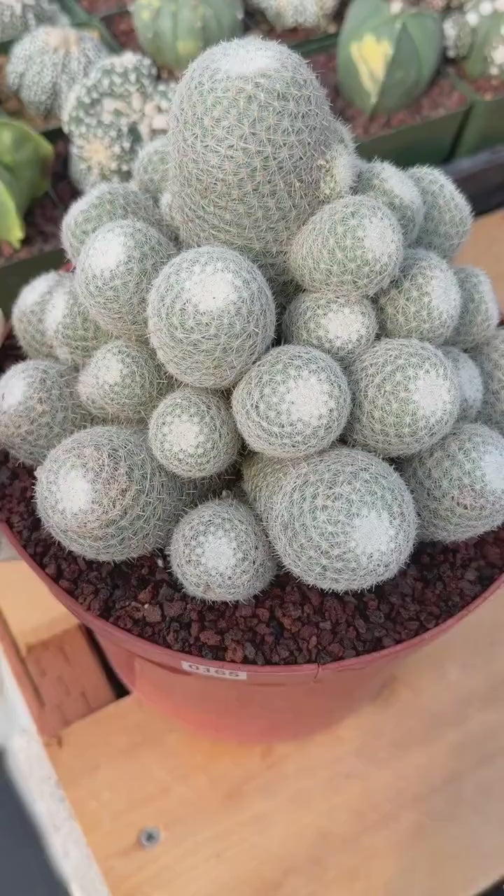Mammillaria Geminispina Cluster | Rare Specimen Cactus #165