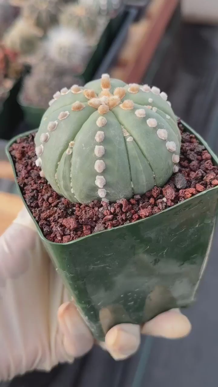 Astrophytum Nudum 6‑Rib Line Form #430 – Rare Seed‑Grown Cactus | Live Succulent