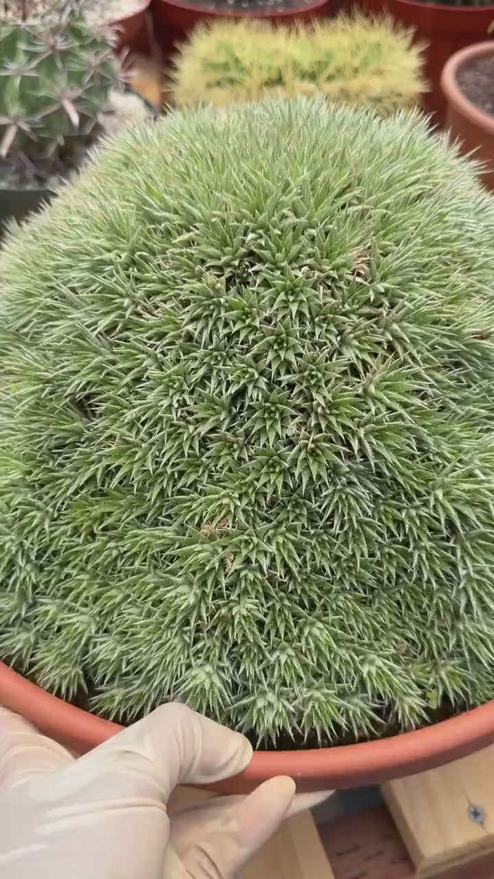 Deuterocohnia Brevifolia | Rare Specimen Cactus