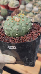Astrophytum Kikko Turtle Form Cactus | Rare Seed Grown Succulent #491