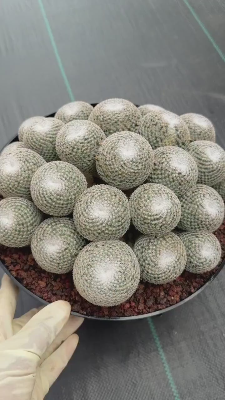 Mammillaria Perbella Cluster | Rare Specimen Cactus #617