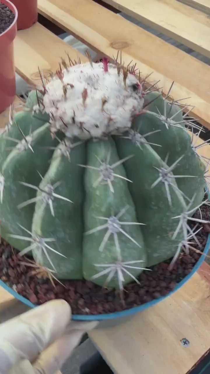 Melocactus with White Cephalium | Rare Live Cactus #699