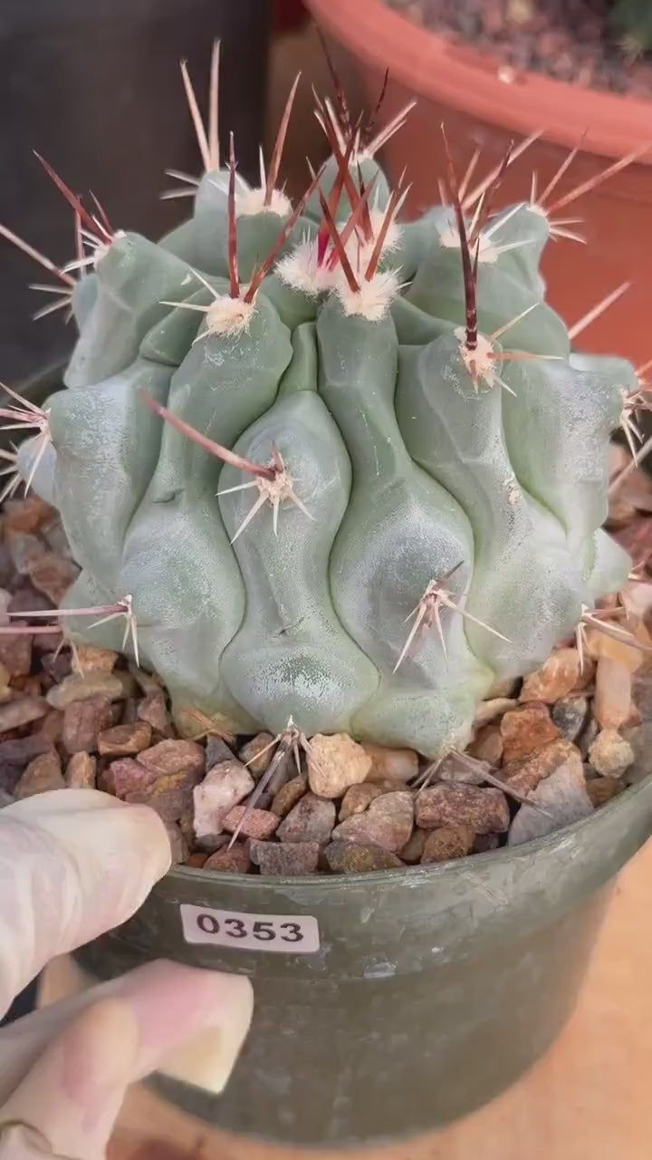 Thelocactus Rinconensis Seed Grown Rare Cactus – Live Plant #353