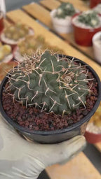Crested Gymnocalycium Vatteri #397 | Rare Live Crested Cactus