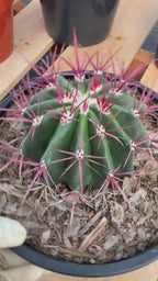 Rare Ferocactus Gracilis | Live Specimen Cactus | #297 Unique Succulent