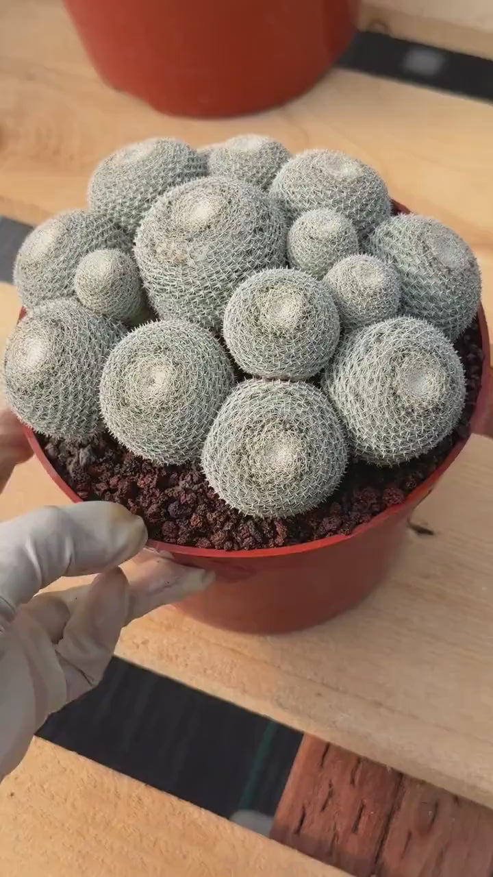 Mammillaria Perbella Cluster #427 | Rare Specimen Live Cactus