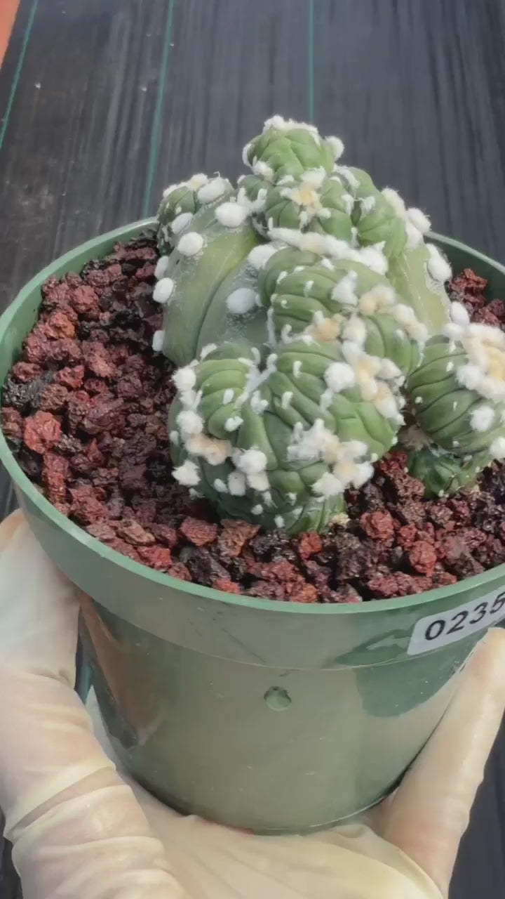 Astrophytum Asterias with Crested Pups | Rare Seed‑Grown Collector Cactus #235