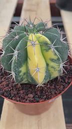 Variegated Melocactus Halfmoon | Rare Live Collector Cactus #199