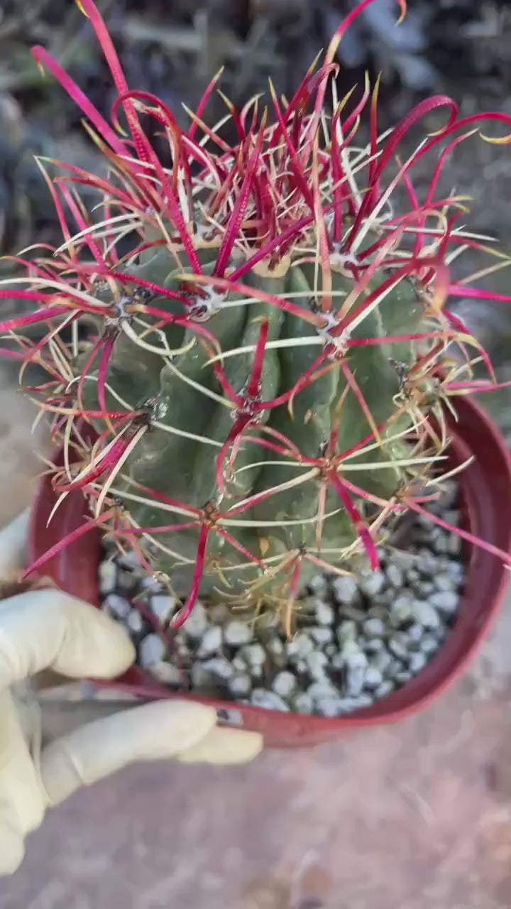 Ferocactus Gracilis Red Spine Barrel Cactus | Rare Live Cactus | Exact Plant #384