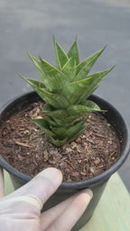 Sansevieria Dragon Scale Hybrid Live Plant | Rare Collector Snake Plant #514