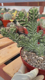 Crested Euphorbia Zigzag Cutting