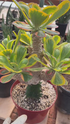 Rare Euphorbia Poissonii Variegated Grafted Succulent – 9" Wide Branching Form, Collector Plant