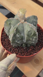 Astrophytum Fukuyu – Seed Grown Collector Cactus (#362)