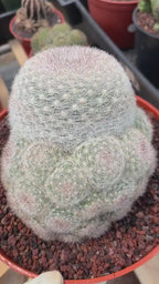 Mammillaria Candida with Pups #628