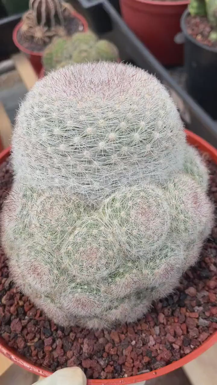 Mammillaria Candida with Pups #628