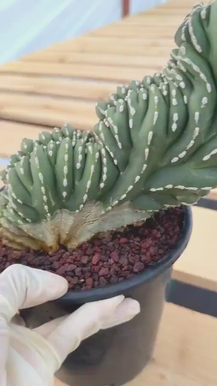 Crested Golden Barrel Cactus | Rare Live Cactus #11