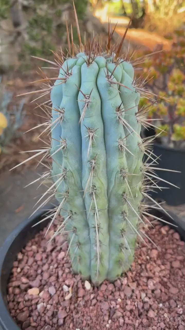 Browningia Hertlingiana | Rare Blue Cactus | 11" Specimen